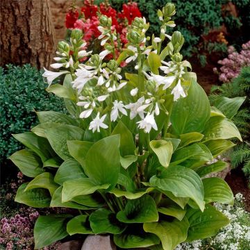 Hosta 'Royal Standard'