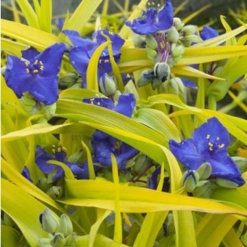 Tradescantia Sweet Kate (Blue N Gold)