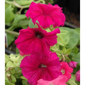 Petunia Ultra Plum
