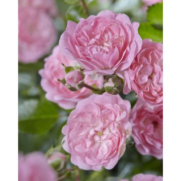 Ground Cover Fairy Rose Pink