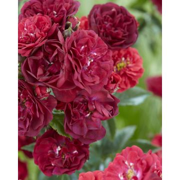 Rose Red the Fairy - Fairy King Floribunda Ground cover Rose