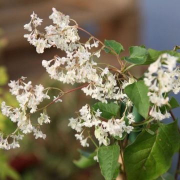 Large 6-7ft Specimen Climber - Fallopia aubertii - (baldschuanica) - Russian Vine