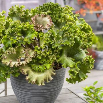 Farfugium japonicum 'Wavy Gravy'