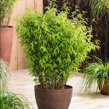 Fargesia 'Asian Wonder' - Red Dragon Clumping Umbrella Bamboo