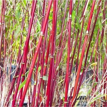 Fargesia ASIAN WONDER - Clumping Umbrella Bamboo Plants