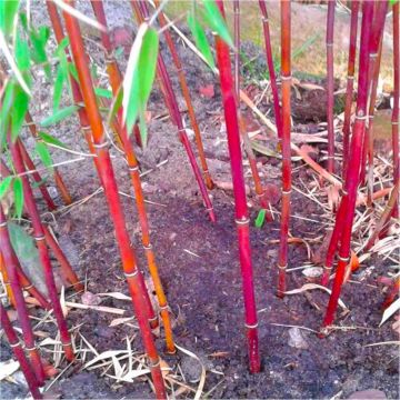 Fargesia ASIAN WONDER - Clumping Umbrella Bamboo Plants