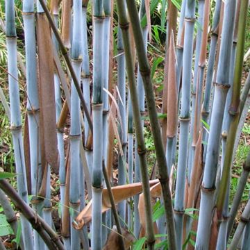 Fargesia papyrifera BLUE DRAGON - Blue Stem Clumping Umbrella Bamboo