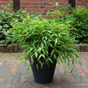 Fargesia murielae 'Luca' - Dwarf Fountain Bamboo