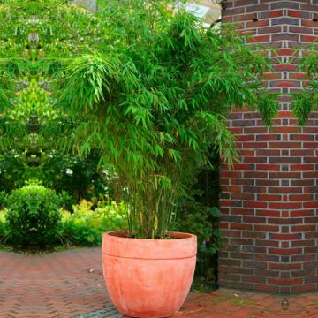 Fargesia murieliae 'Rufa' - Umbrella Bamboo - Extra Large Specimen circa 150-180cms tall