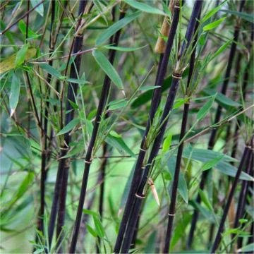 Fargesia nitida Black Pearl - Black Stem Umbrella Bamboo - 80-100cms tall