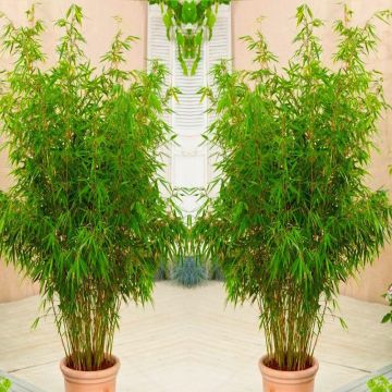 Pair of Fargesia -2-3ft tall Clumping Umbrella Fountain Bamboo Plants