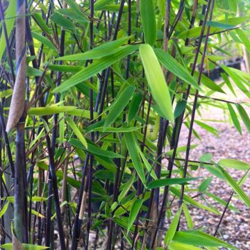 Fargesia murieliae ‘Winter Black’ - Large Black Stem Umbrella Bamboo circa 100-120cms tall