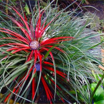 SPECIAL DEAL - Fascicularia bicolor - Hardy bromeliad plant