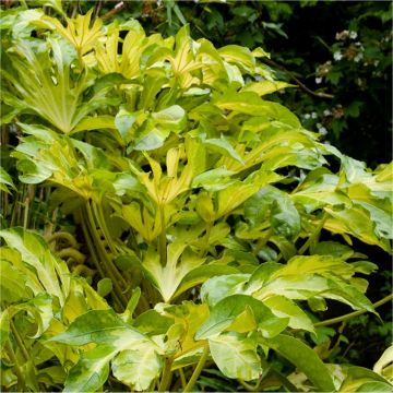 Fatsia japonica Annelise - Golden variegated 'Murakumo Nishiki' Japanese Aralia