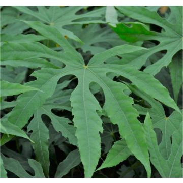 Fatsia polycarpa ‘Green Fingers’®