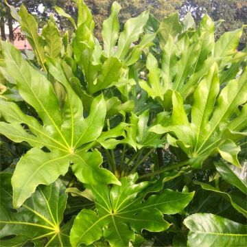 LARGE Fatsia Japonica - Japanese Aralia Plants - circa 90-110cms