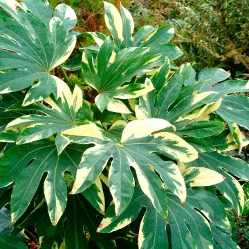 LARGE Fatsia japonica variegata - Variegated False Castor Oil Plant - Evergreen