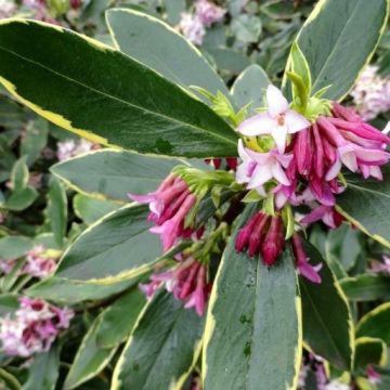 Daphne odora Aureomarginata - Fragrant Hardy Evergreen Shrub
