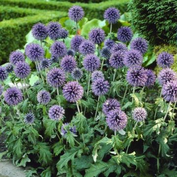 Echinops bannaticus 'Blue Globe'