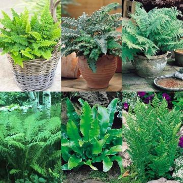 Fantastic Ferns Collection - FIVE Different Fern Plants in Assorted varieties