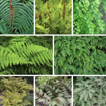 Fern Plant Collection - FIVE Fabulous Ferns in Contrasting Varieties