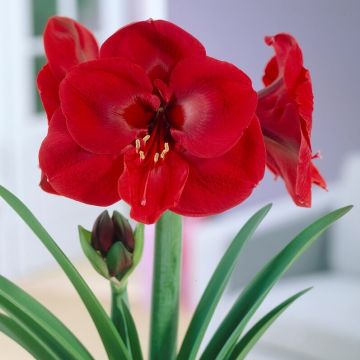 Amaryllis Ferrari Red - Pack of TWO