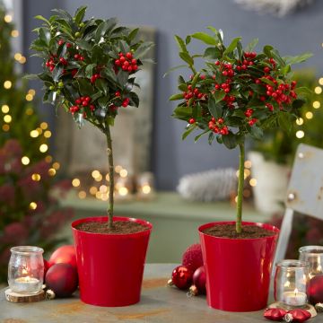 Pair of Festive Patio Holly Trees complete with real Berries in RED Pots