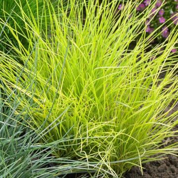 Festuca Glauca Golden Toupee