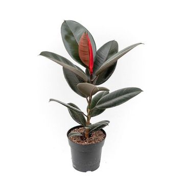 Ficus elastica Abidjan - Dark leaf Rubber Plant