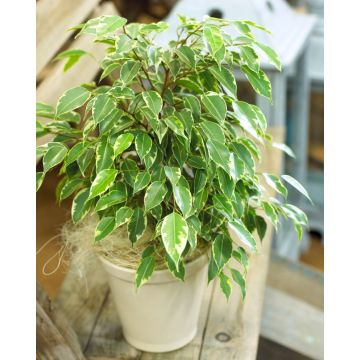 Dwarf Variegated Weeping Fig - Ficus 'KINKY' with White Display Pot