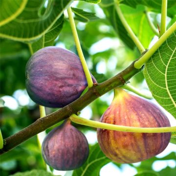 Fig - Ficus carica Osborn's Prolific