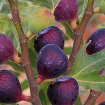 Fig - Ficus carica Ronde de Bordeaux - Rouge Figs - circa 80cms+