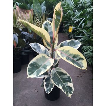 Ficus elastica Tineke - Variegated Rubber Plant