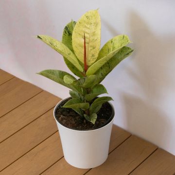 Ficus Elastica Moonshine