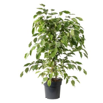 Ficus 'Golden King'