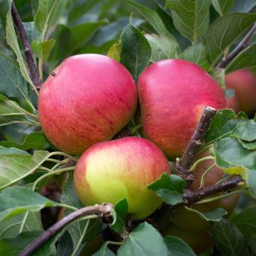 Apple Tree - Fiesta Bush (MM106)