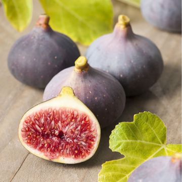 Fig - Ficus carica Violette de Sollies - circa 80cm+