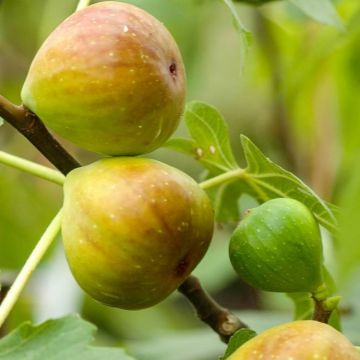 Fig - Ficus carica Gentile Bianco - circa 80cm+