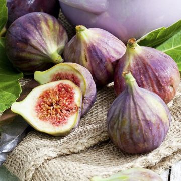Fig Tree 'Drop of Gold' - Ficus carica Goutte d'Or - circa 80-120cm