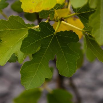 Fig - Ficus carica 'Morena'