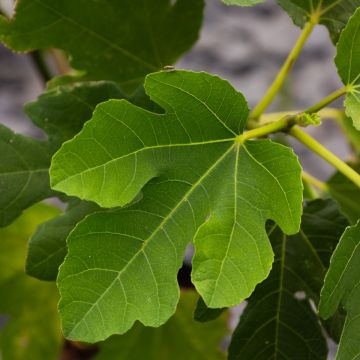 Fig - Ficus carica 'Peretta' 
