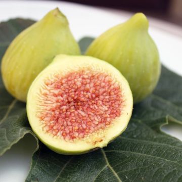 Fig - Ficus carica Saint Pierre