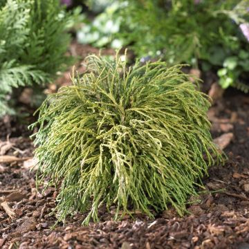 Chamaecyparis pisifera Filifera Nana