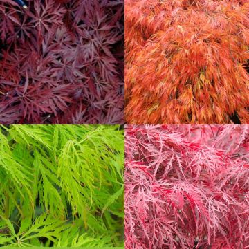 SPECIAL DEAL - Filigree Foliage Japanese Maple Acer Collection
