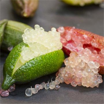 Citrus Australasica - Finger Lime - Extra Large Caviar Lime Tree - circa 120-140cm