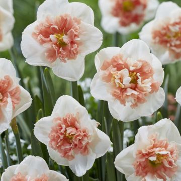 Narcissus Fire Drill - Pack of 5 Bulbs