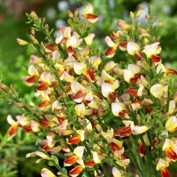 Cytisus Firefly