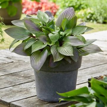 Hosta 'First Blush'