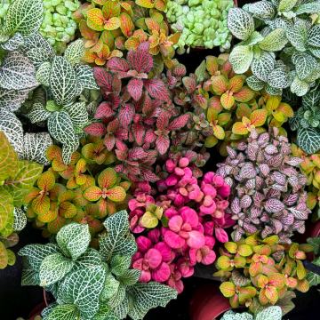 Fittonia Mix  - Pack of THREE Nerve Plants