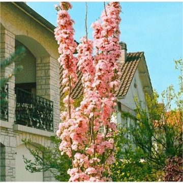 Japanese Flagpole Flowering Cherry Tree - Prunus amanagawa - 200-250cms